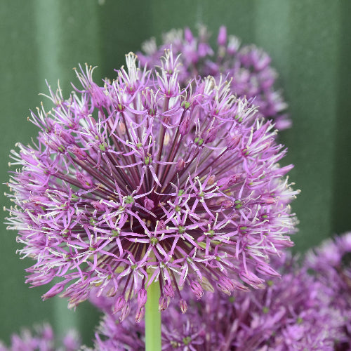 Allium jesianum Shing