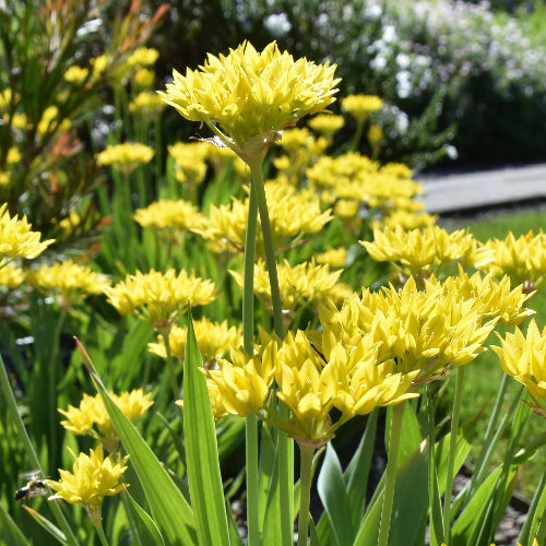 Allium moly Jeannine AGM