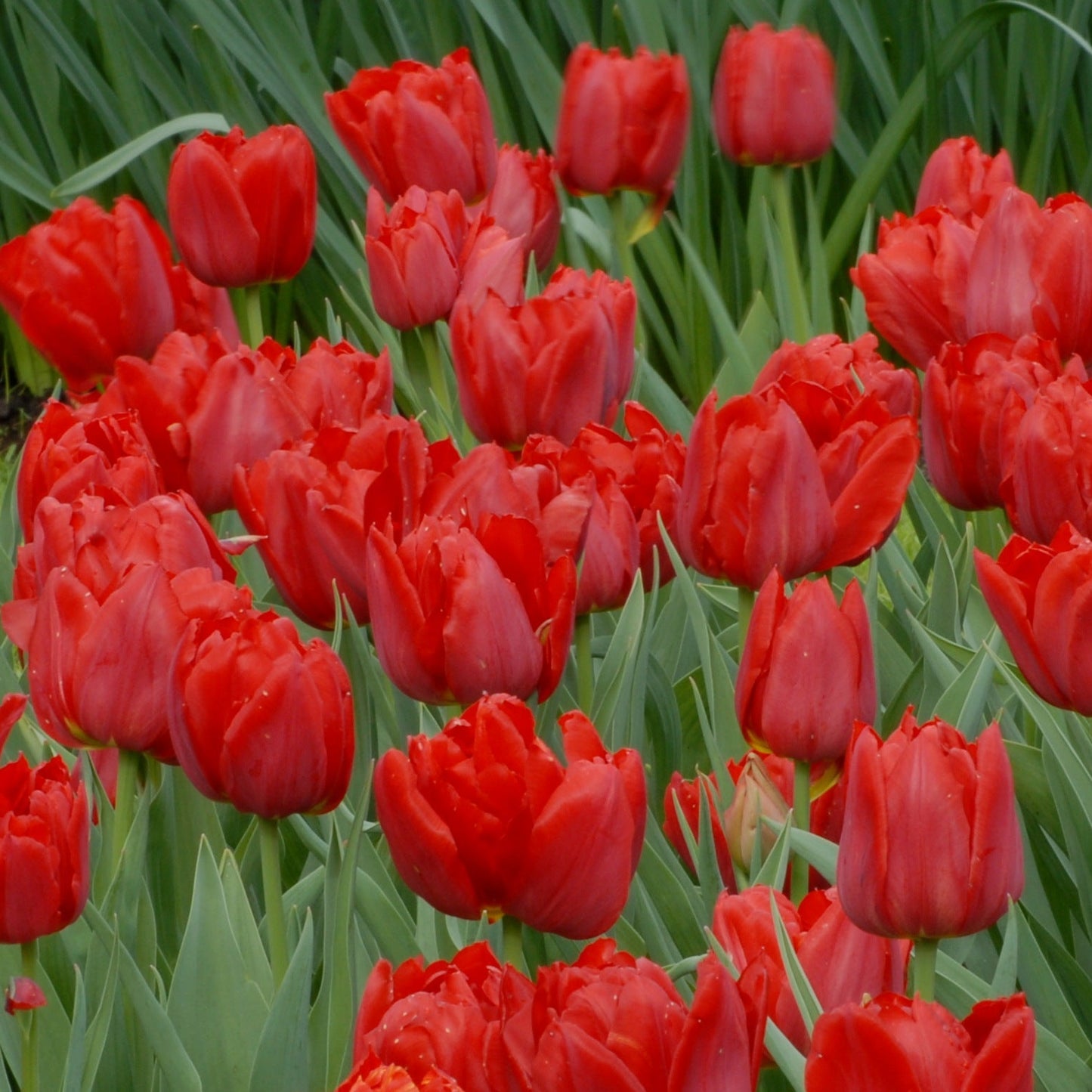 Tulip Ile d'Amour
