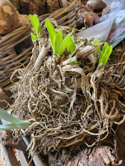 Agapanthus clump