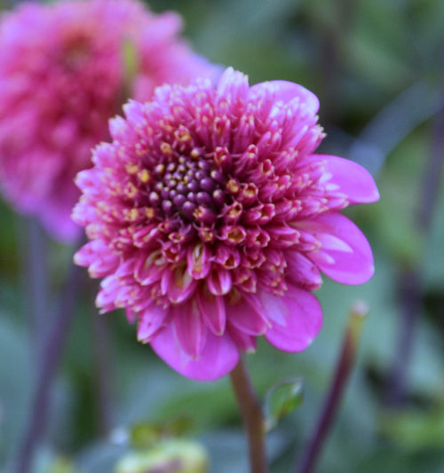 Dahlia Fenna Baaij