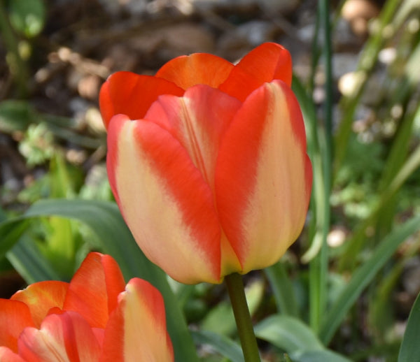 Tulip American Dream