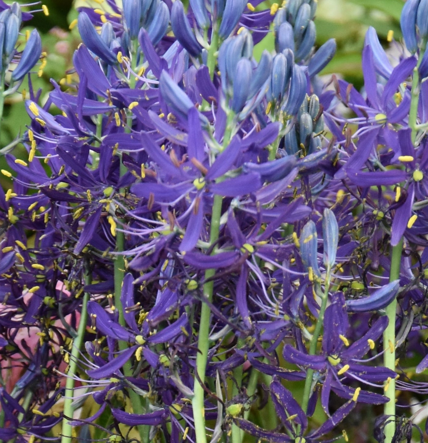 Camassia quamash Orion