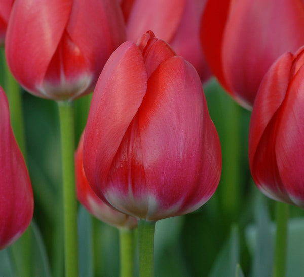 Tulip Cherry Delight