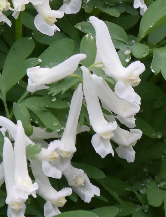 Corydalis solida Snowy Owl