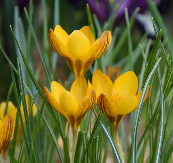 Crocus Fuscotinctus