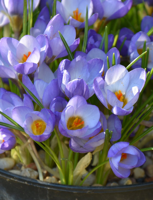 Crocus Zenith