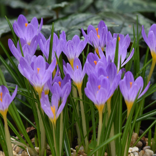Crocus Kosaninii 'April View'