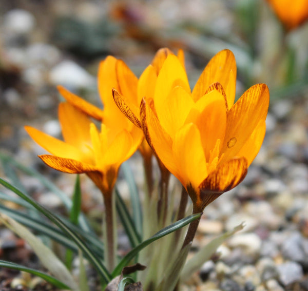 Crocus olivieri ssp. balansae Zwanenburg AGM