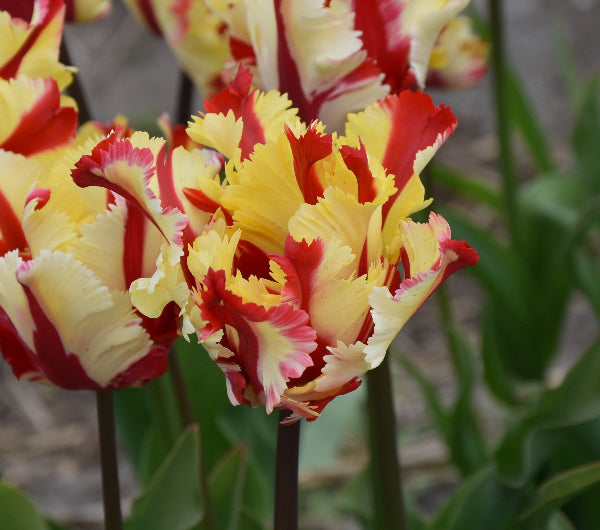 Tulip Flaming Parrot