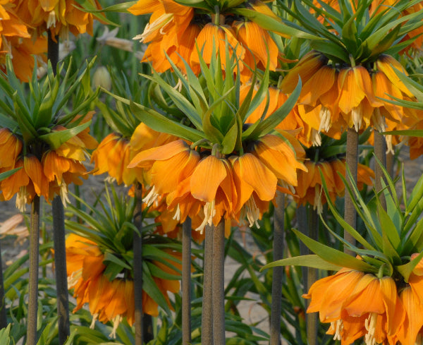 Fritillaria imperialis Sulpherino
