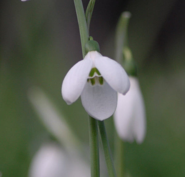 Galanthus elwesii var. monostictus 'Sir Edward Elgar'