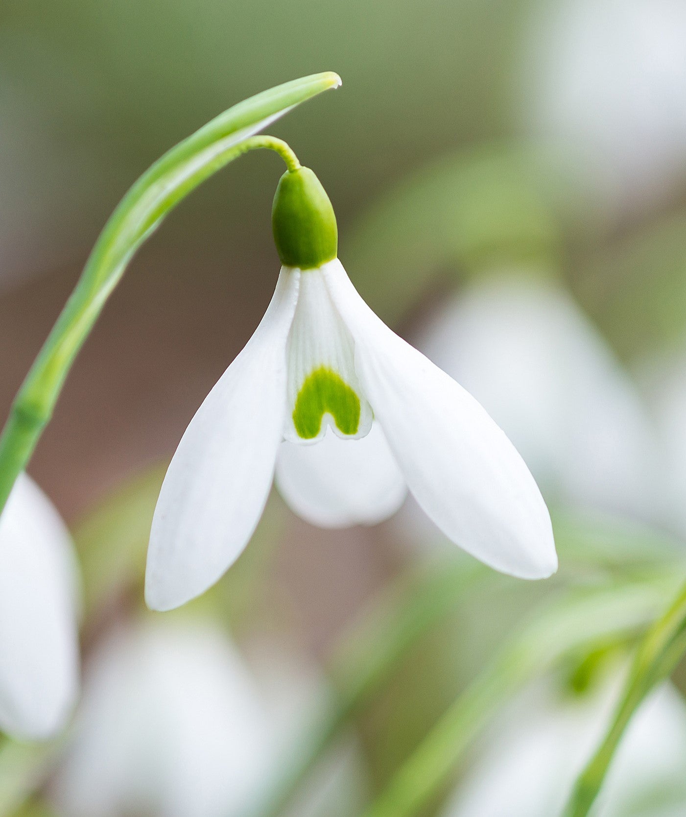Galanthus 'James Backhouse'