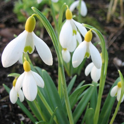 Galanthus Primrose Warburg