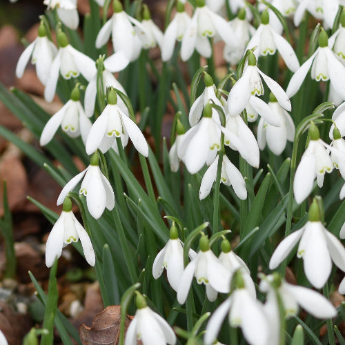 Galanthus x valentinei