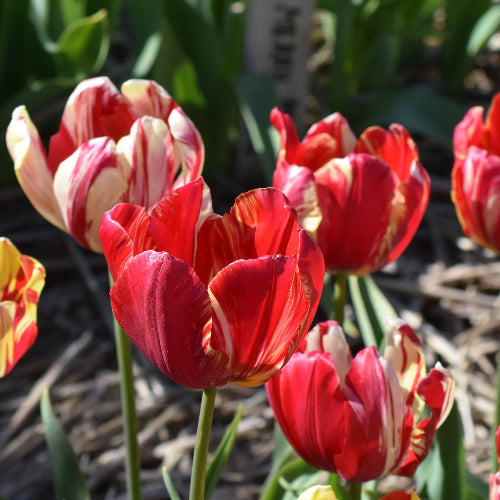 Tulip Graaf van Buren 1917.