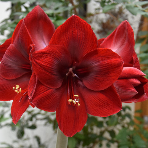 Hippeastrum Ferrari (32/34)