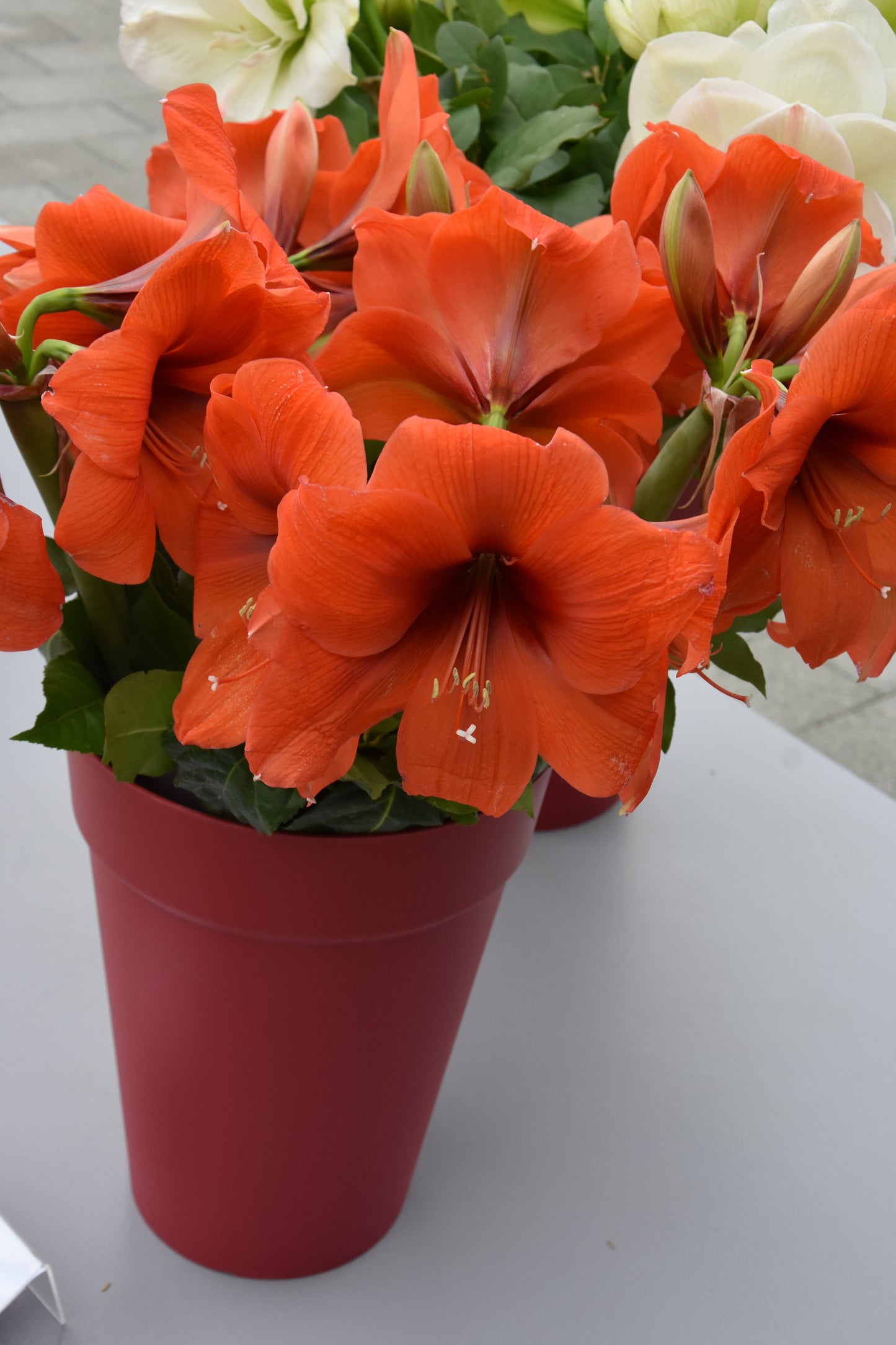 Hippeastrum Horizon 40/42