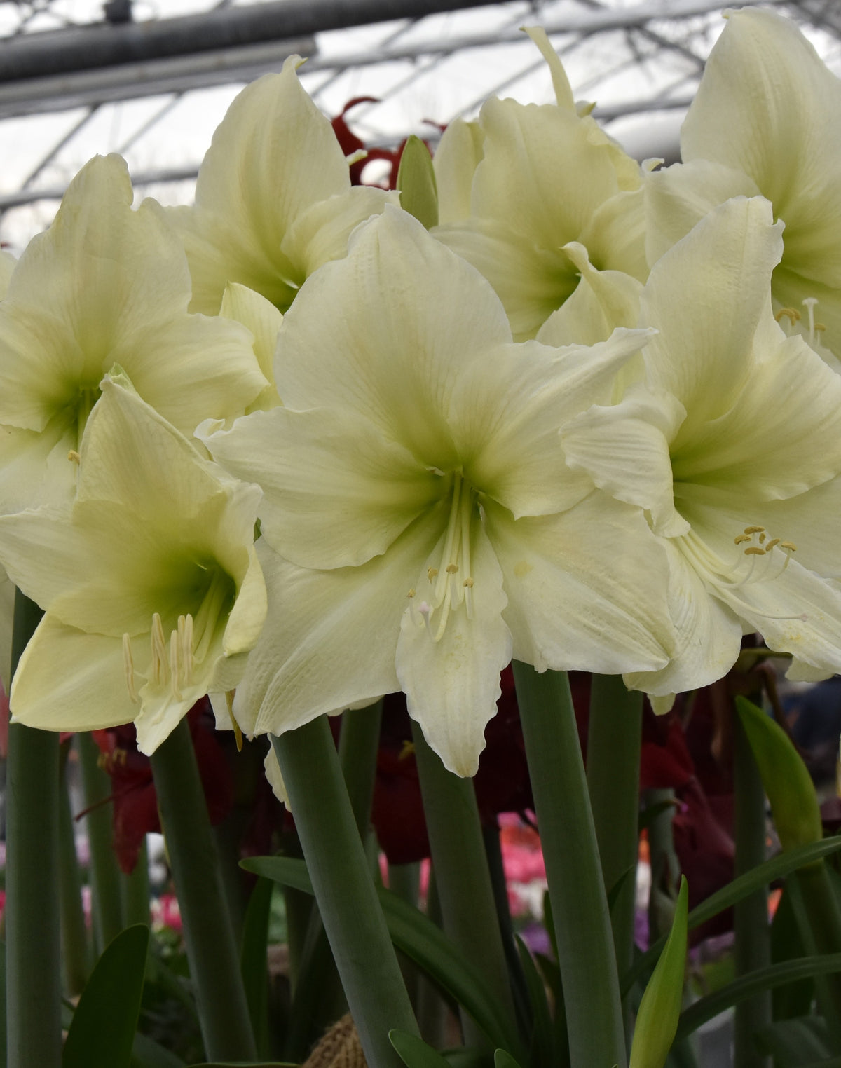 Hippeastrum Luna XL 42/44