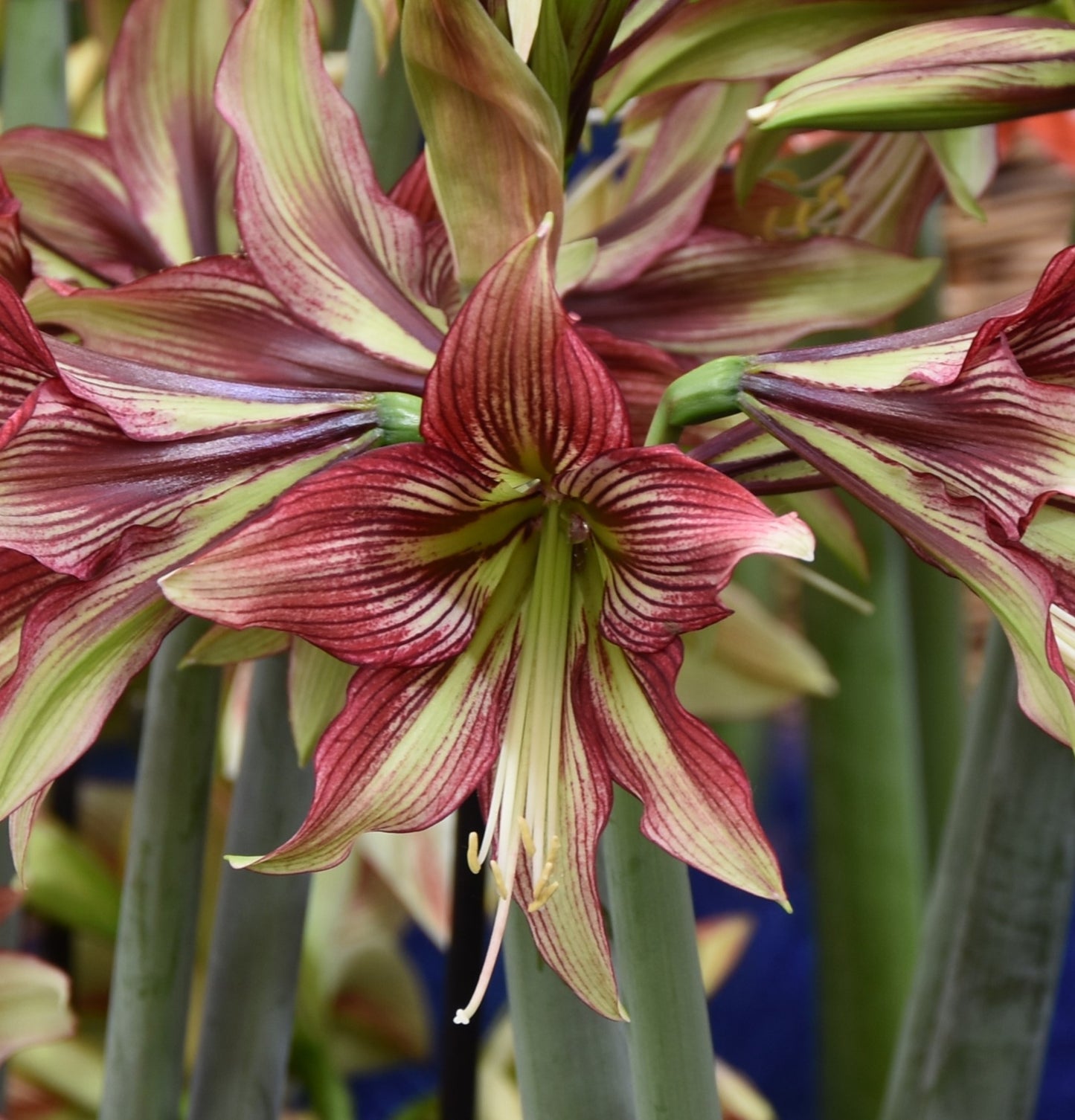 Hippeastrum Mystica XL (40/42)
