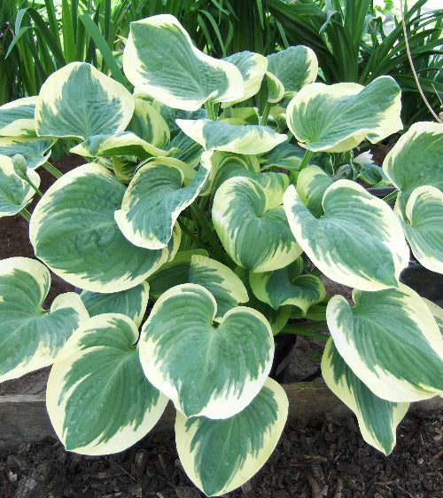Hosta 'Barbara Ann'