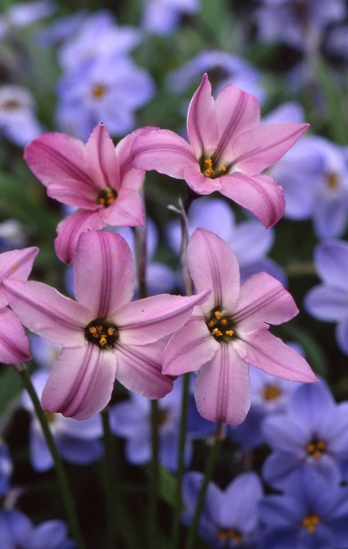 Ipheion uniflorum 'Charlotte Bishop'