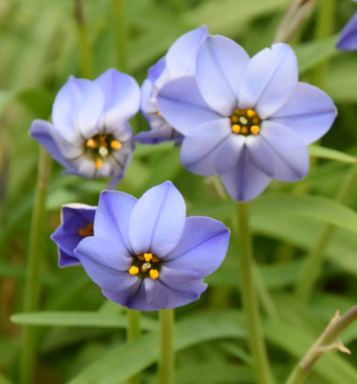 Ipheion uniflorum 'Jessie'