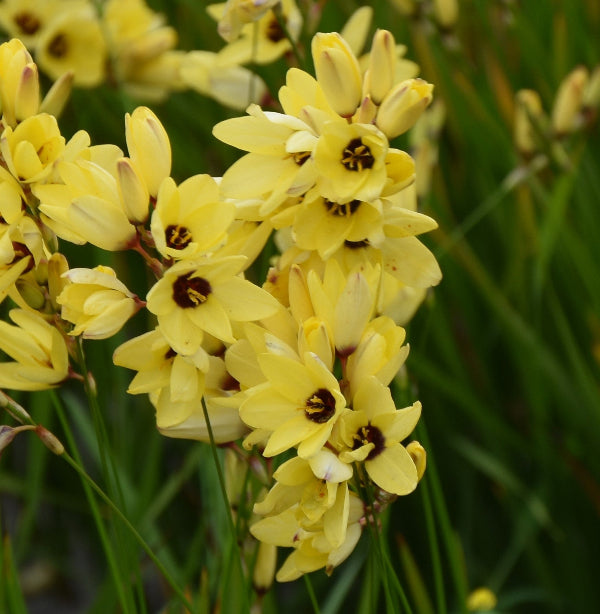 Ixia Yellow Emperor