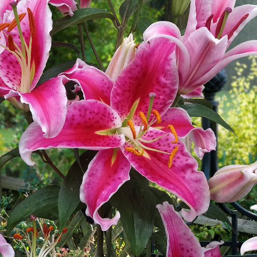 Lilium Stargazer