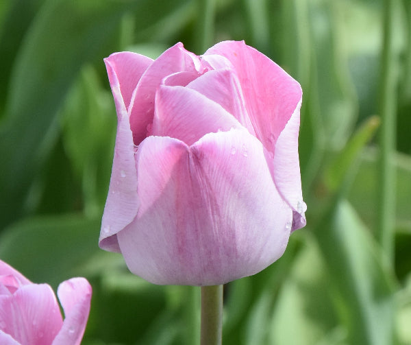 Tulip La Joyeuse 1863