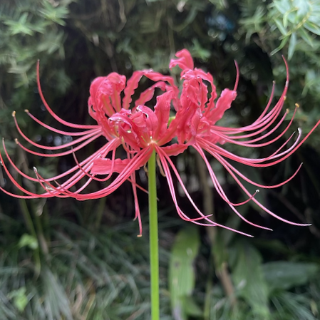 Lycoris radiata