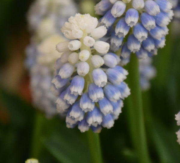 Muscari armeniacum 'Manon' AGM
