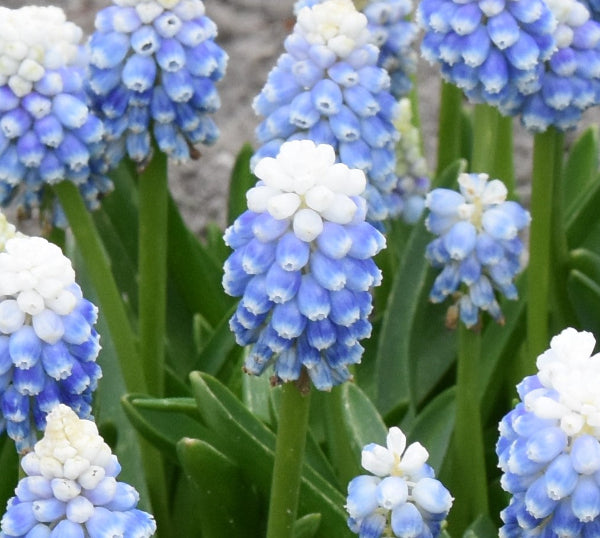 Muscari 'Mountain Lady'