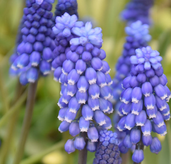 Muscari botryoides 'Superstar'
