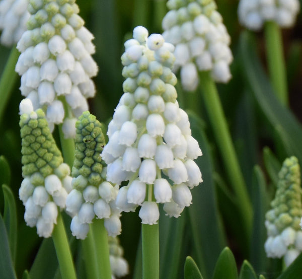 Muscari aucheri 'White Magic'