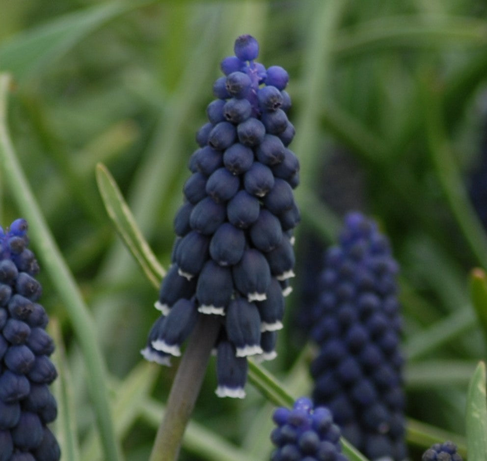 Muscari neglectum