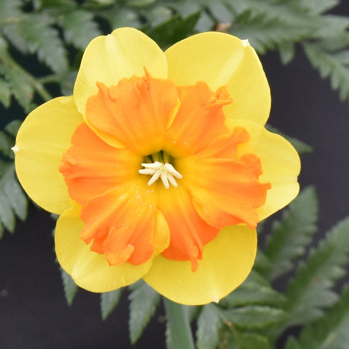 Narcissus Marion Pearce