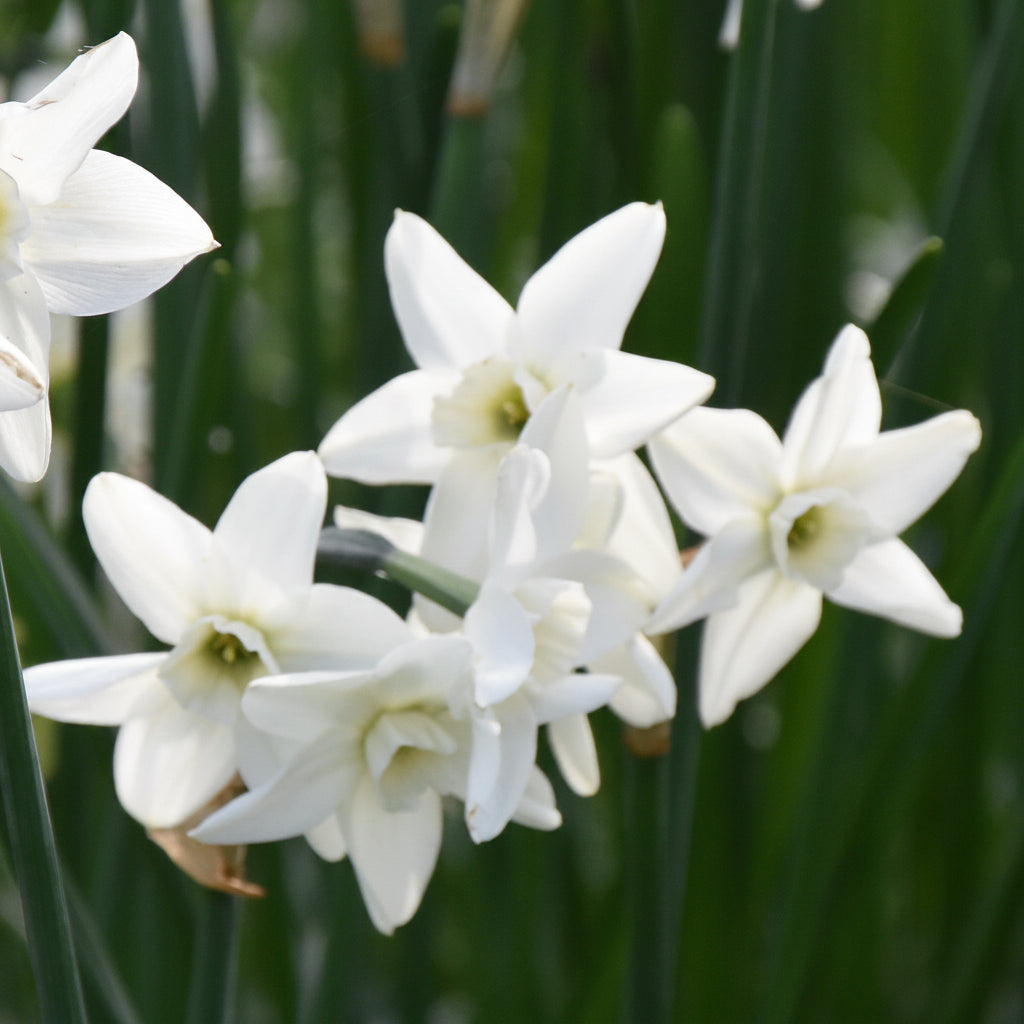 Narcissus Polar Hunter
