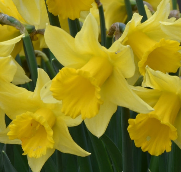Narcissus Rijnveld's Early Sensation AGM