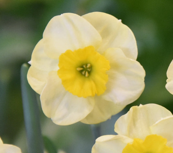 Narcissus Sun Disc AGM