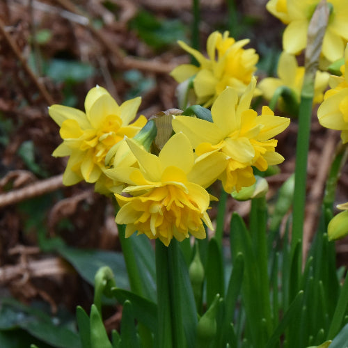 Narcissus Tete Boucle AGM