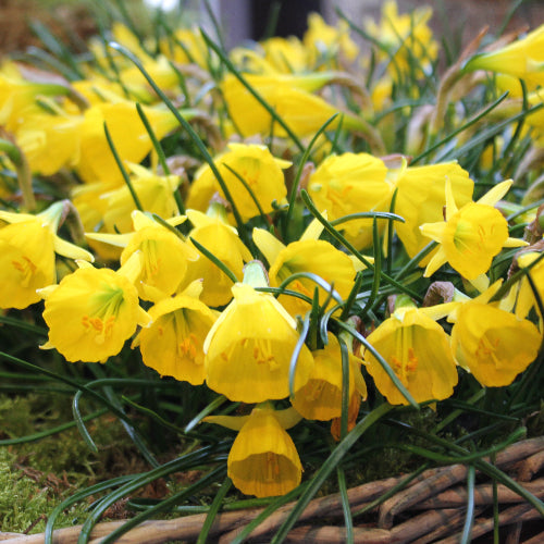 Narcissus bulbocodium obesus Diamond Ring