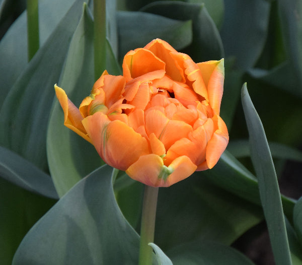 Tulip Orange Princess AGM