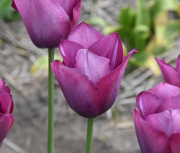 Tulip Professor Schotel 1870