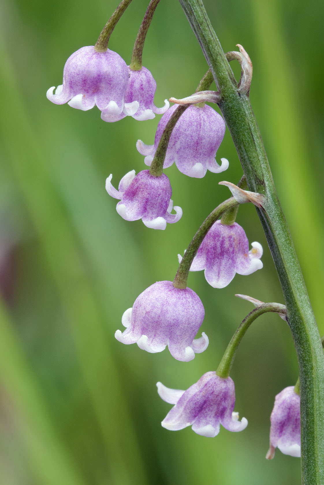 Convallaria majalis var rosea
