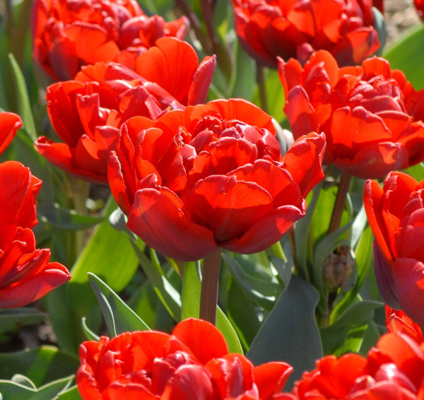 Tulip Red Princess