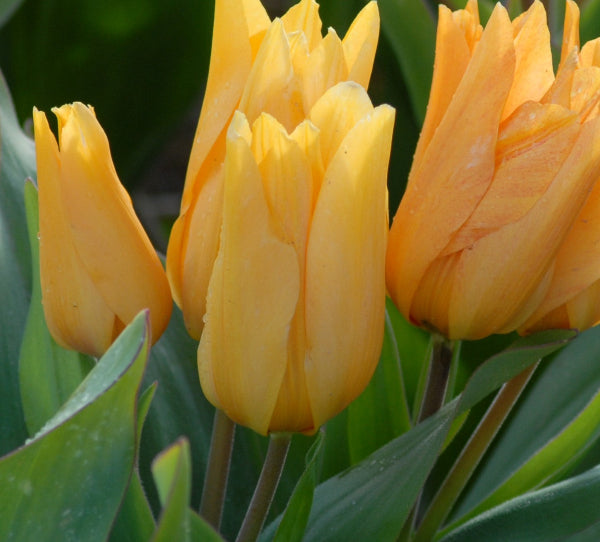 Tulip praestans 'Shogun'