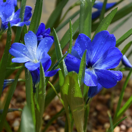Tecophilaea cyanocrocus AGM