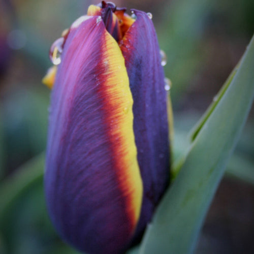 Tulip Cosmic Sensation