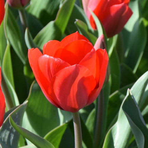 Tulip Lucky One